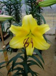 [6290 Lilium 73 No01.JPG]